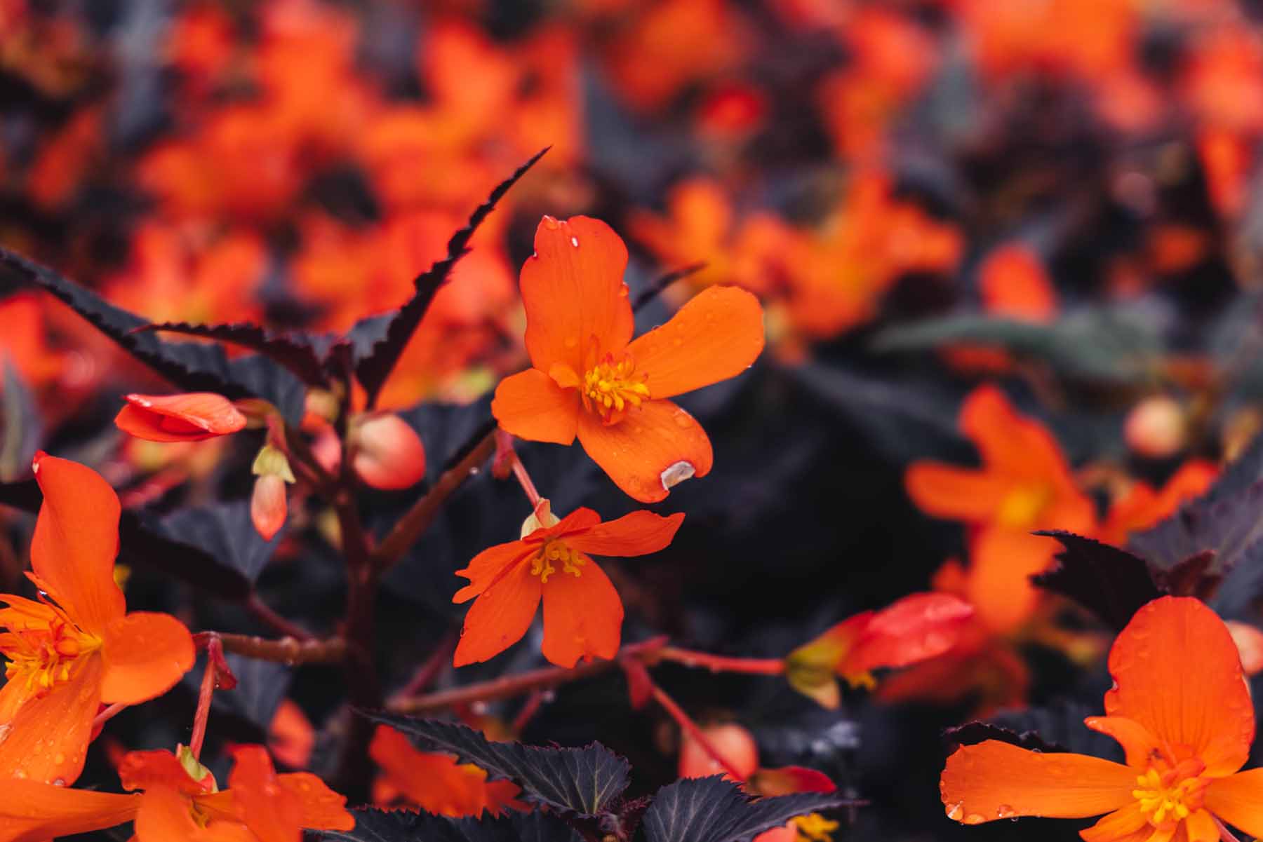Begonia 'I'conia Upright Fire' Quart