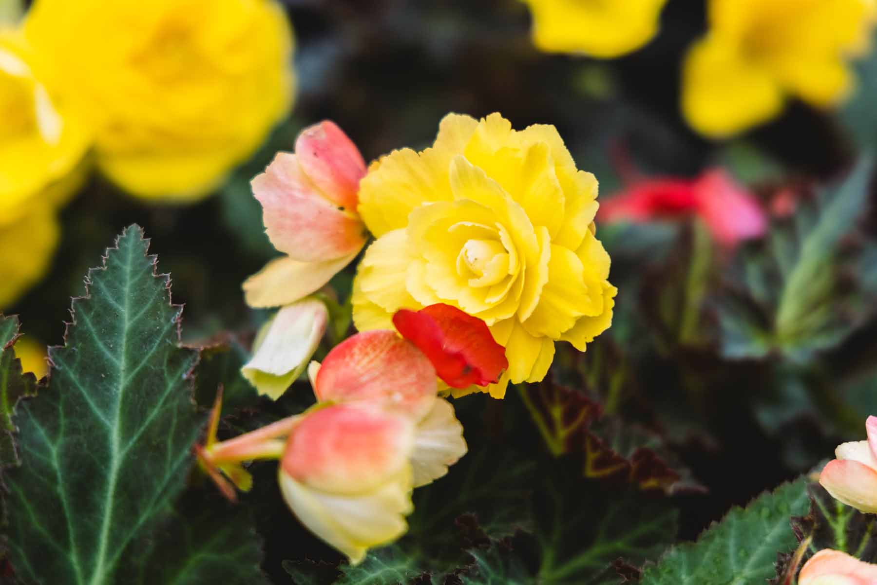 Begonia I'conia&reg; Portofino Citrix Quart