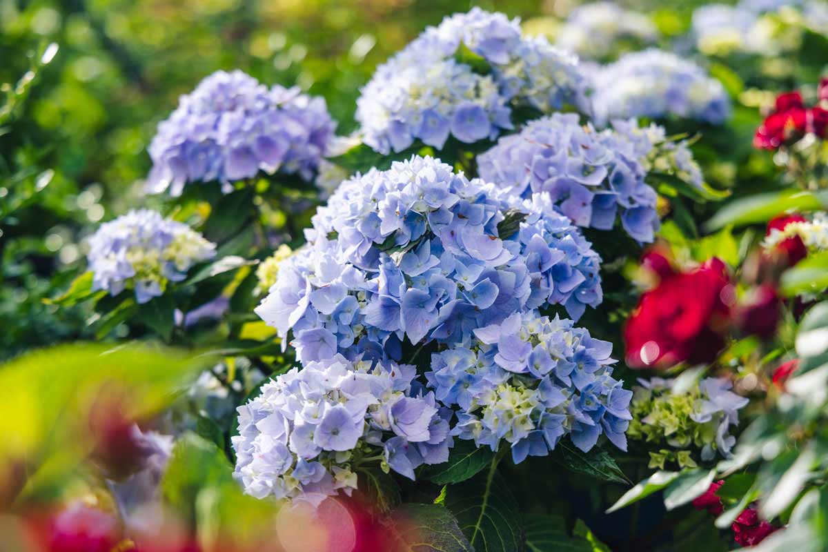 Mophead Hydrangea Endless Summer&reg; 3 Gallon