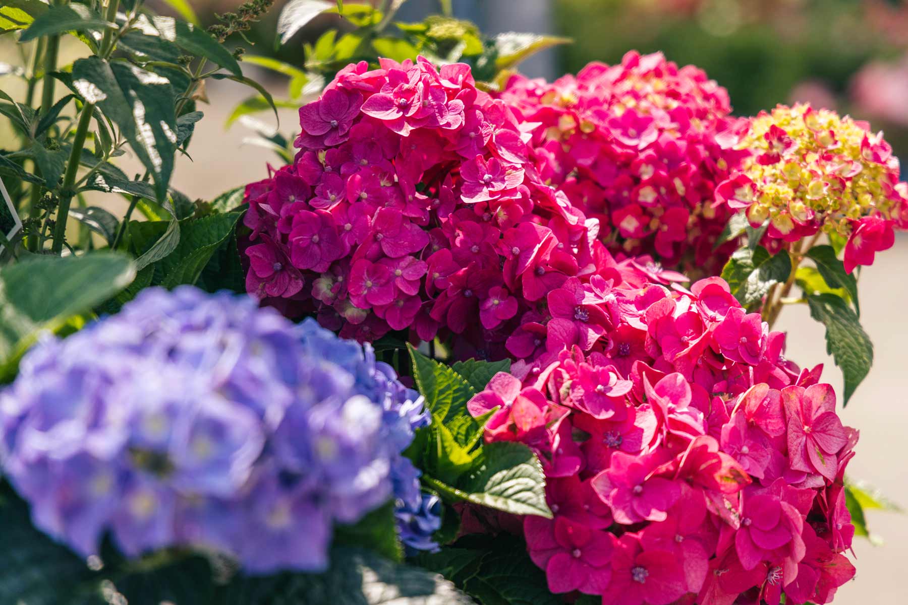 Hydrangeas