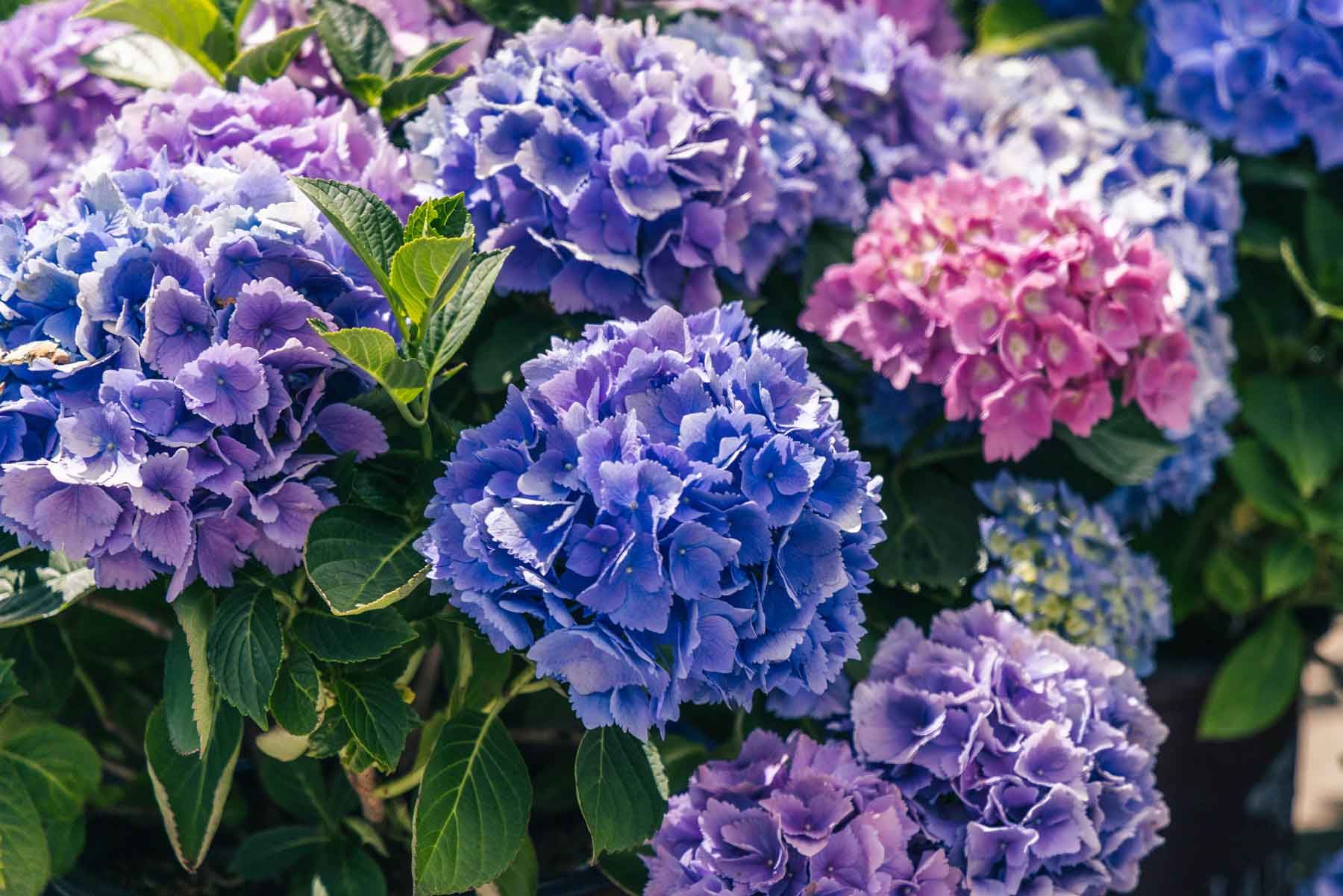 Mophead Hydrangea L.A. Dreamin'&reg; 10 Gallon