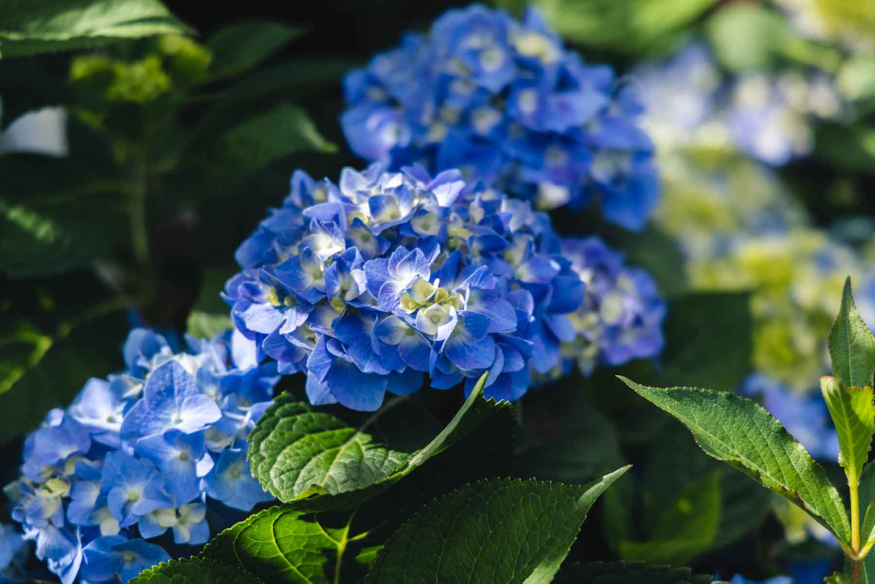 Mophead Hydrangea Let's Dance&reg; Blue Jangles&reg; 3 Gallon