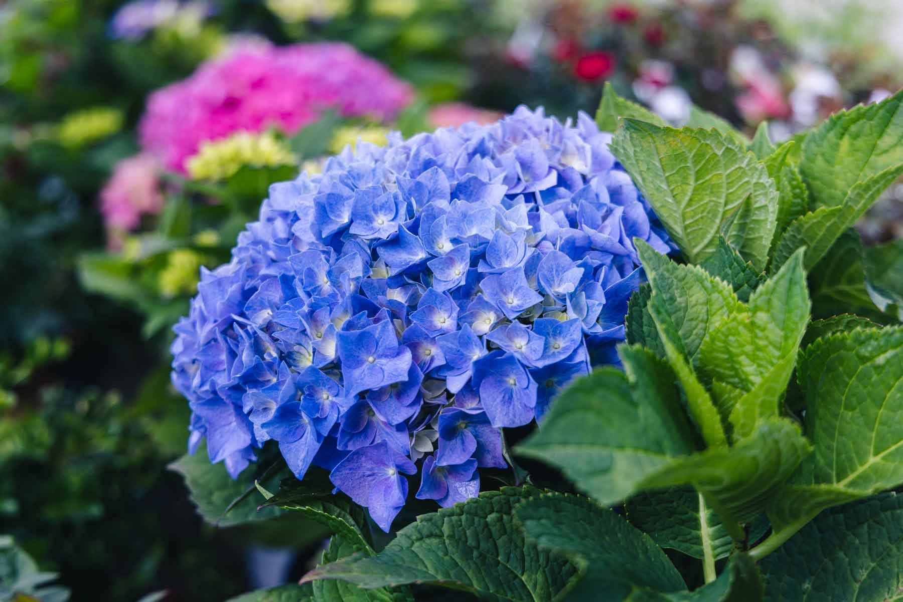 Mophead Hydrangea Let's Dance&reg; Rhythmic Blue&reg; 7 Gallon