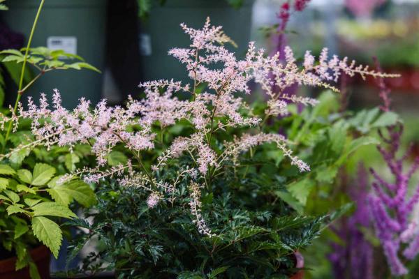 Dwarf Astilbe 'Sprite' 2 Gallon