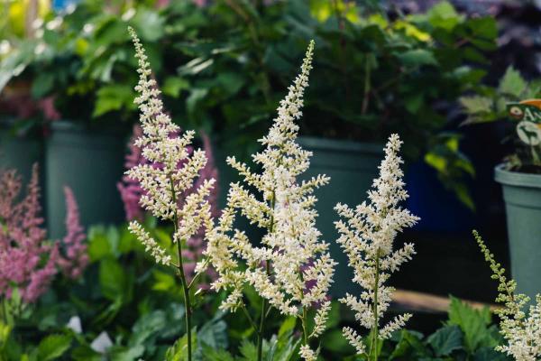 Astilbe 'Vision in White' 2 Gallon