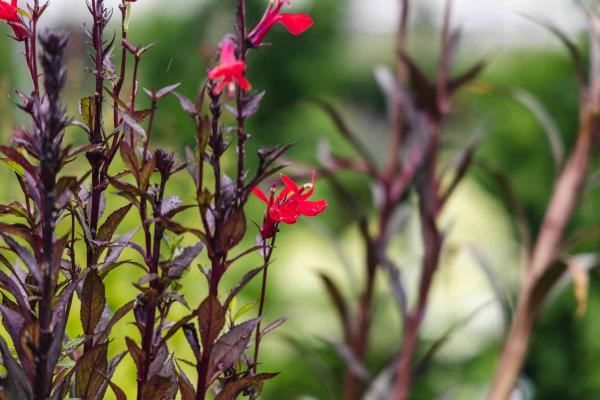 Cardinal Flower 'Fan Scarlet' 2 Gallon