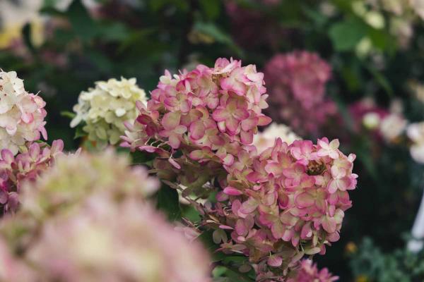 Panicle Hydrangea Limelight Prime&reg; 3 Gallon