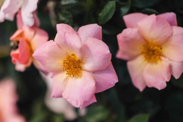 Shrub Rose Knock Out&reg; Peachy 3 Gallon