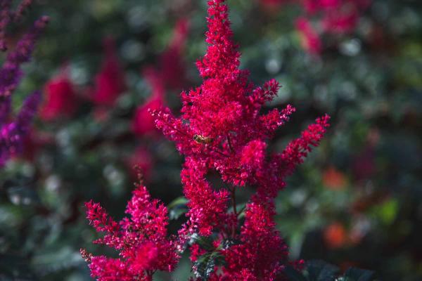 Astilbe 'Montgomery' 2 Gallon