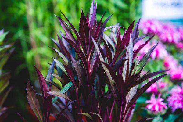 Cardinal Flower 'Queen Victoria' 1 Gallon