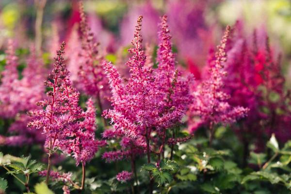Astilbe 'Rise and Shine' 2 Gallon