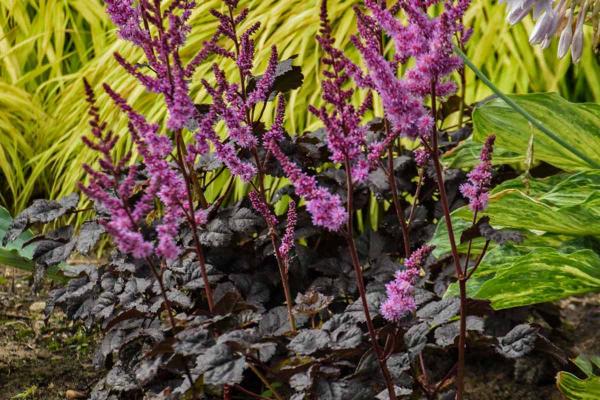 Astilbe 'Dark Side of the Moon' 1 Gallon