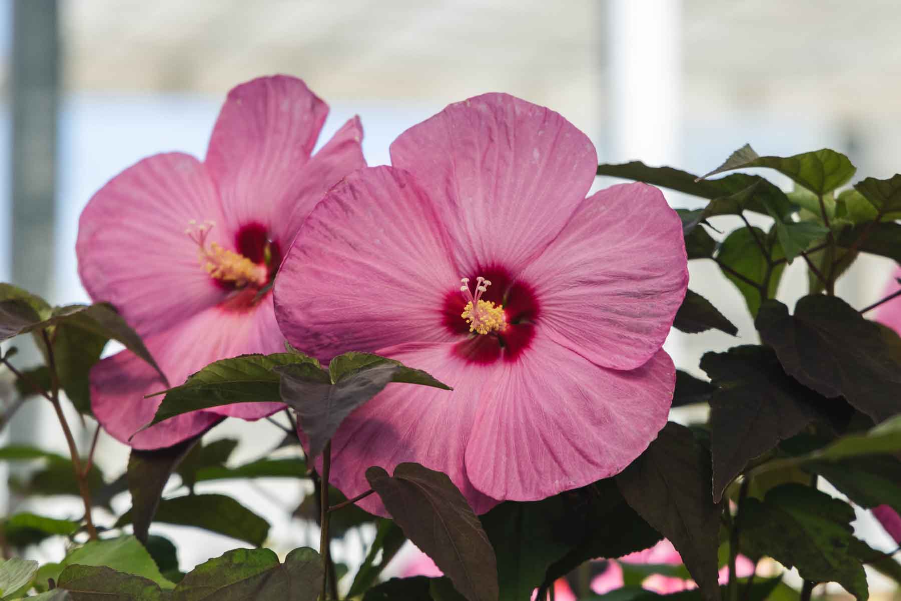 Hardy Hibiscus Head Over Heels&reg; Adore&trade; 3 Gallon