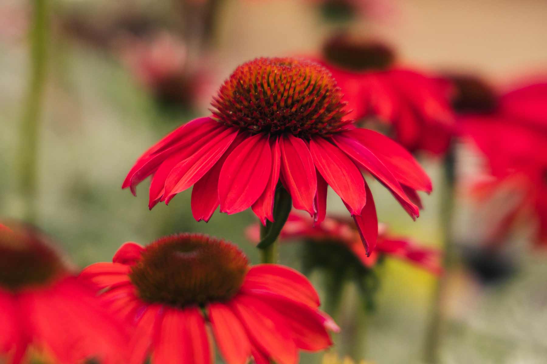 Coneflower Sombrero&reg; Baja Burgundy 1 Gallon