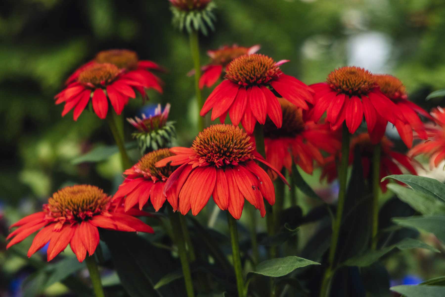 Coneflower Sombrero&reg; Fiesta Orange 1 Gallon