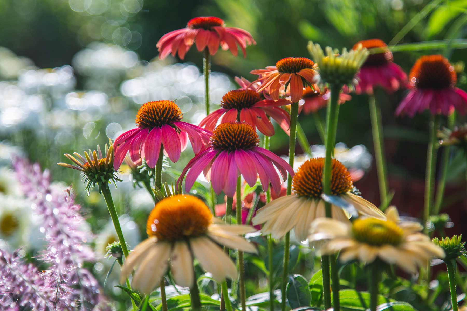 Coneflower 'Cheyenne Spirit' 2 G