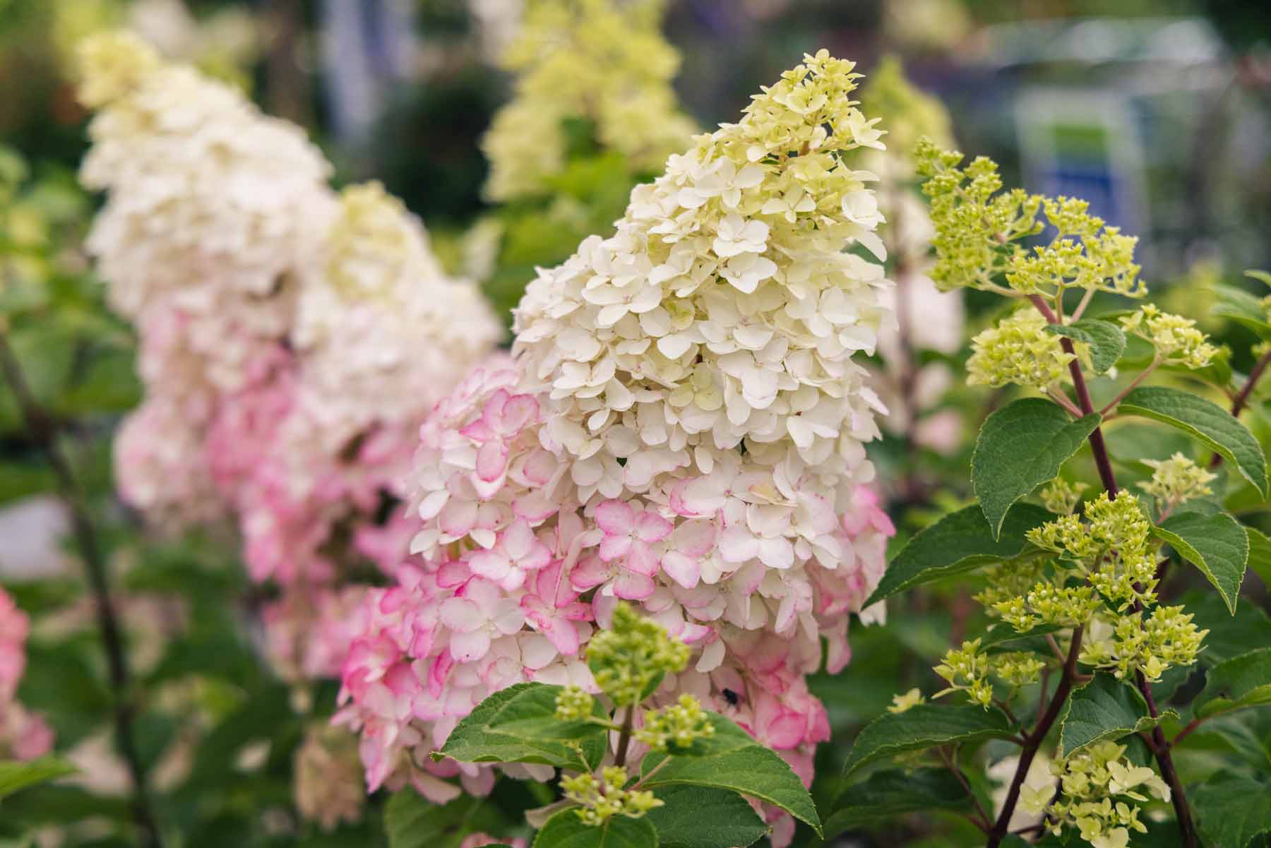 Panicle Hydrangea Berry White&reg; 3 Gallon