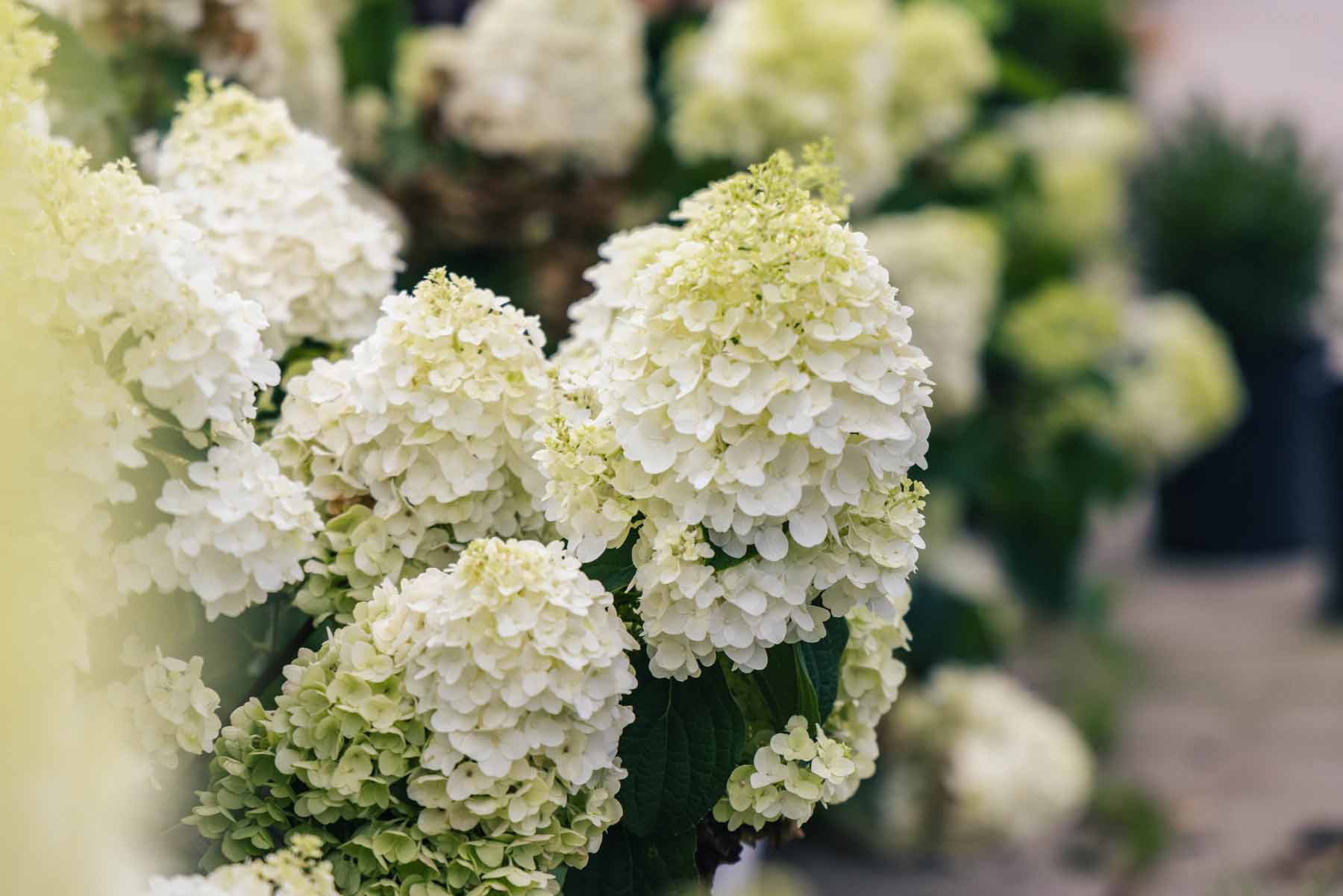 Departments Panicle Hydrangea Little Hottie® 3 Gallon