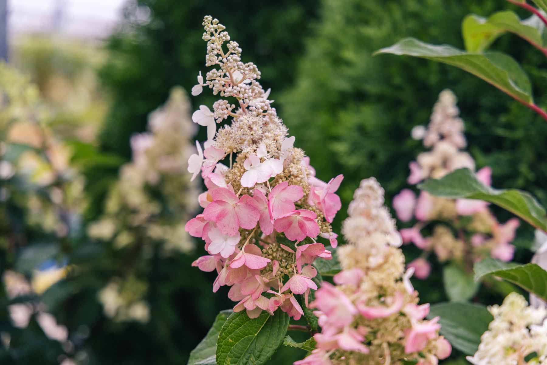 Panicle Hydrangea Pinky Winky&reg; 3 Gallon