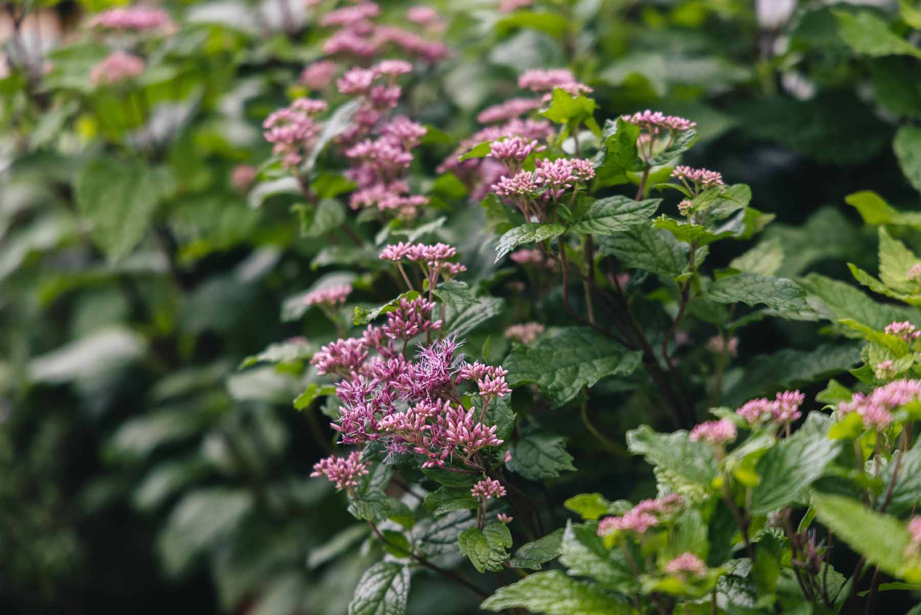 Joe Pye Weed 'Little Joe' 2 Gallon