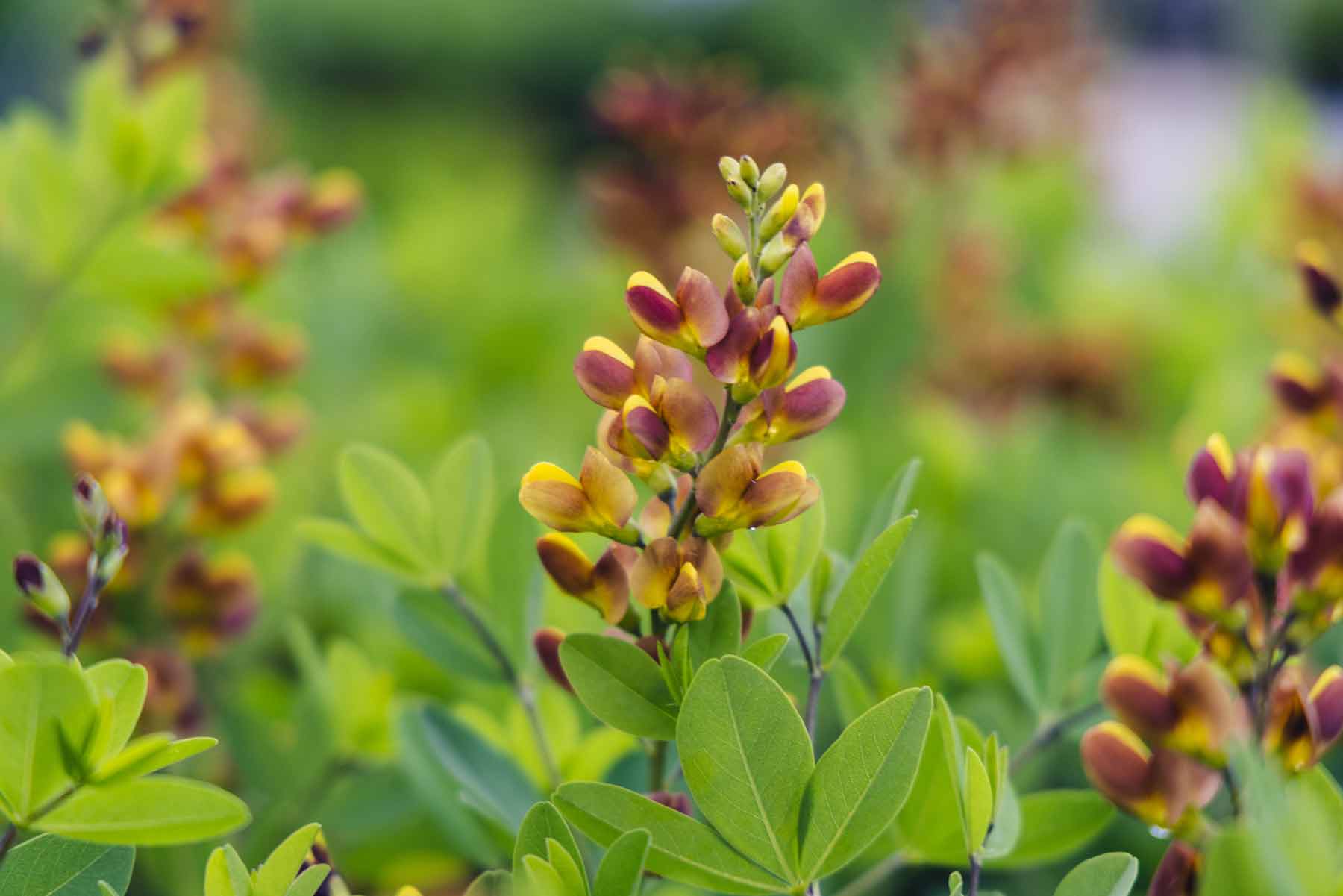 False Indigo Decadence&reg; 'Cherries Jubilee' 1 Gallon