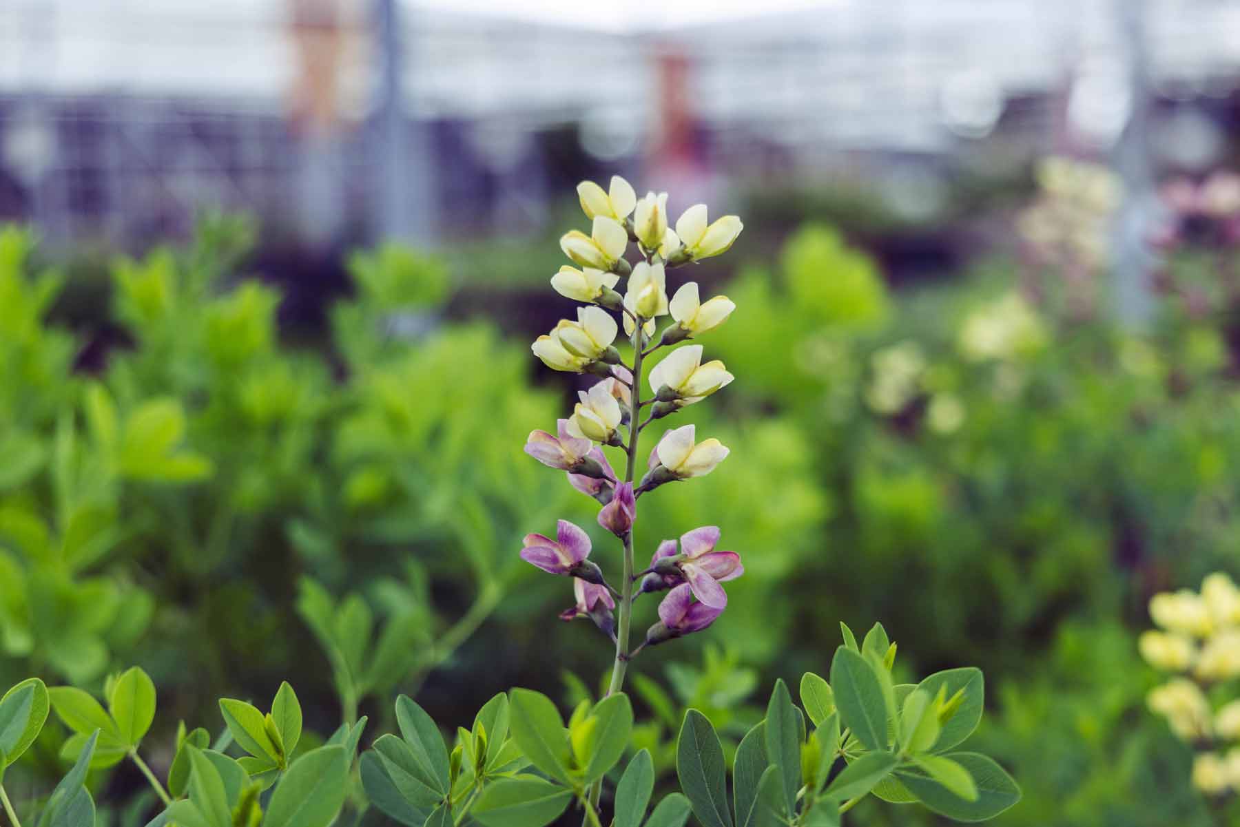 False Indigo Decadence&reg; 'Pink Lemonade' 1 Gallon