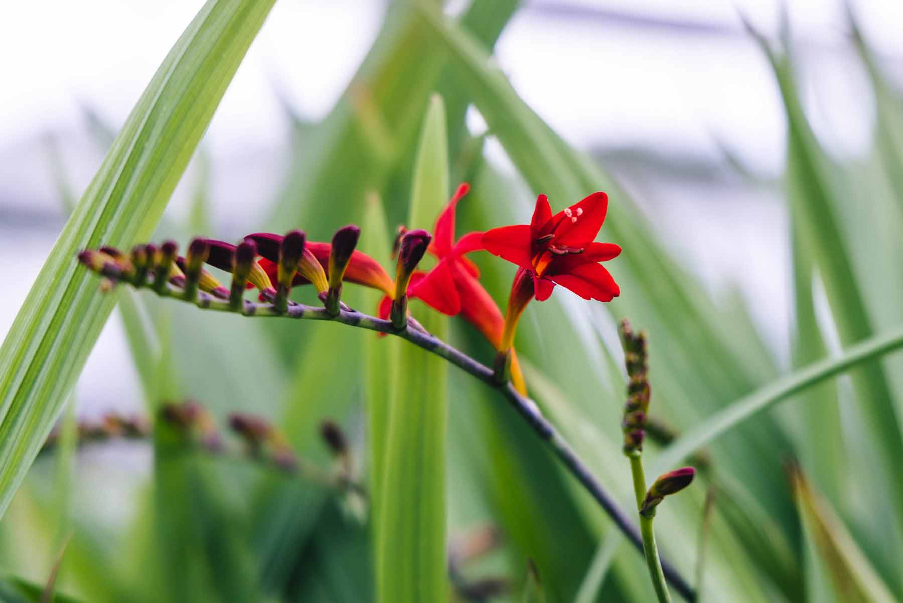 Montbretia 'Lucifer' 2 Gallon