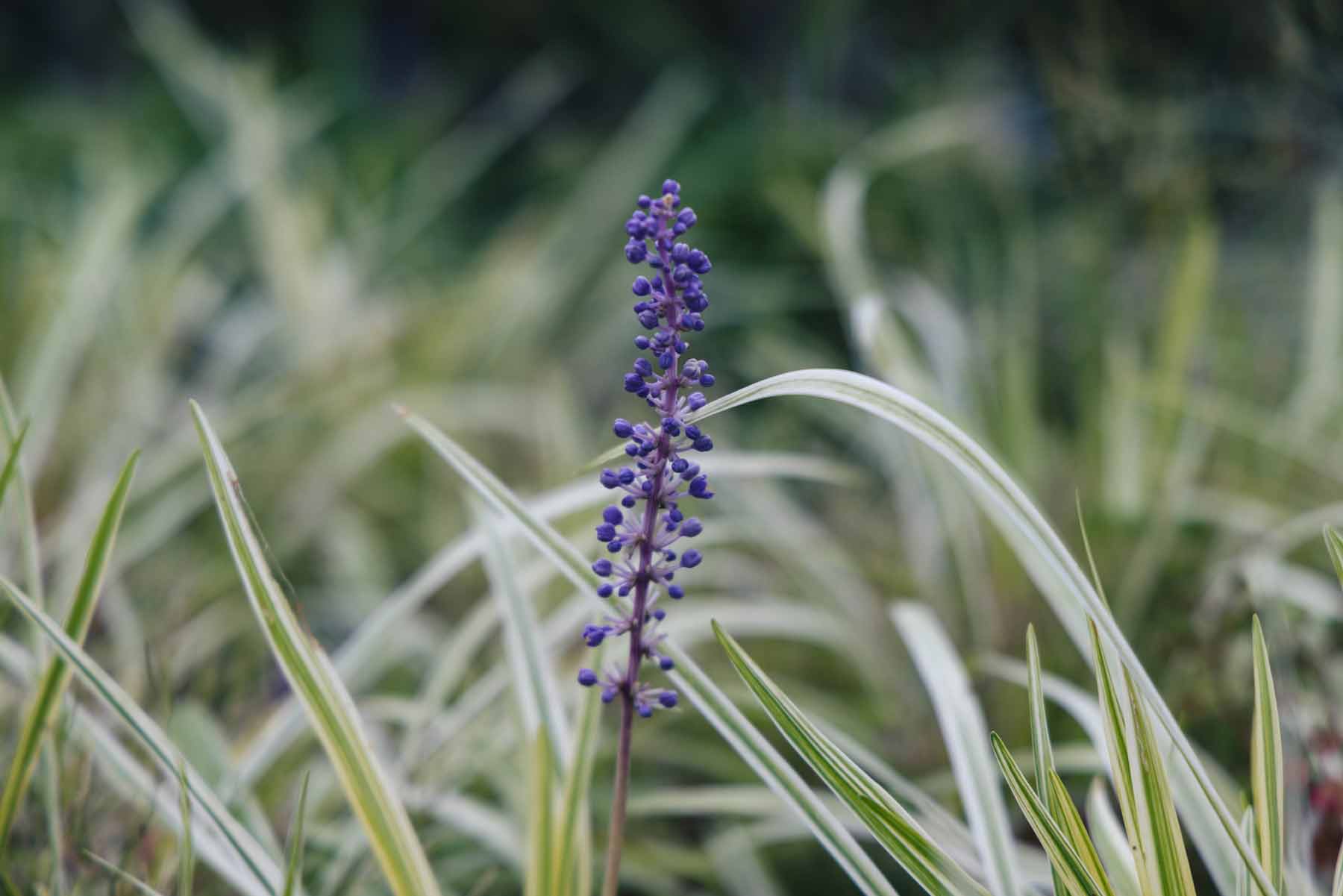 Variegated Lilyturf 1 Gallon