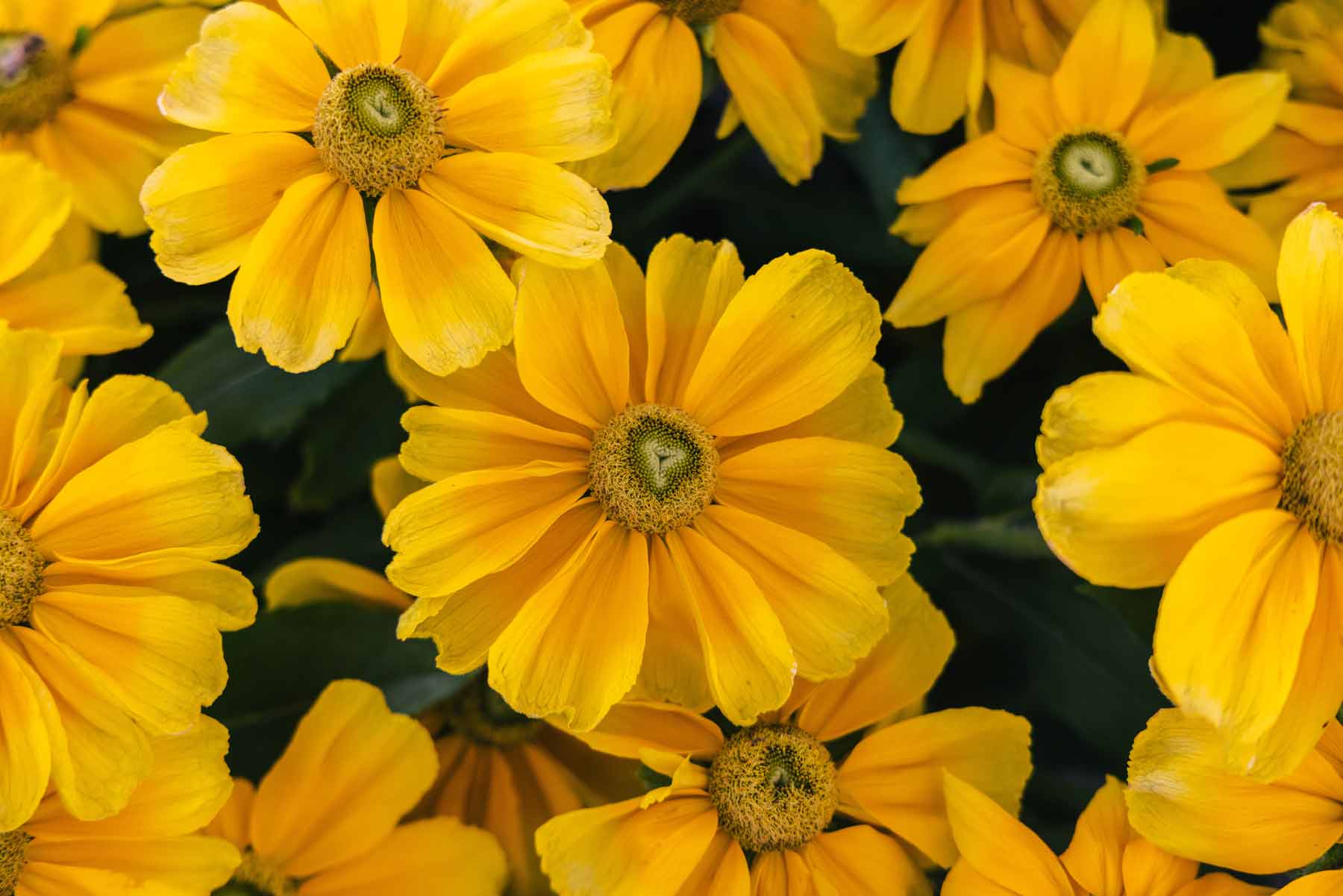 Black-Eyed Susan 'Prairie Sun' 3 Gallon