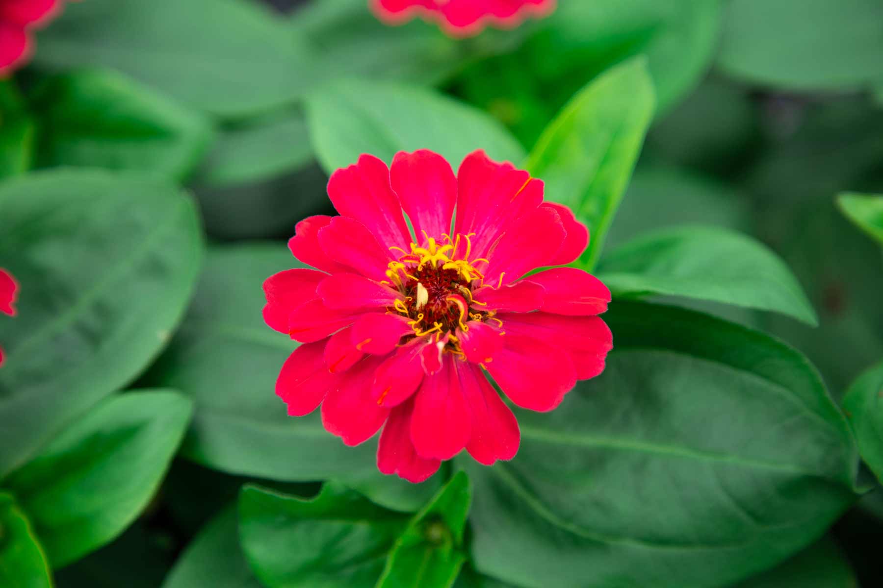 Zinnia Magellan&trade; Cherry 4 Inch