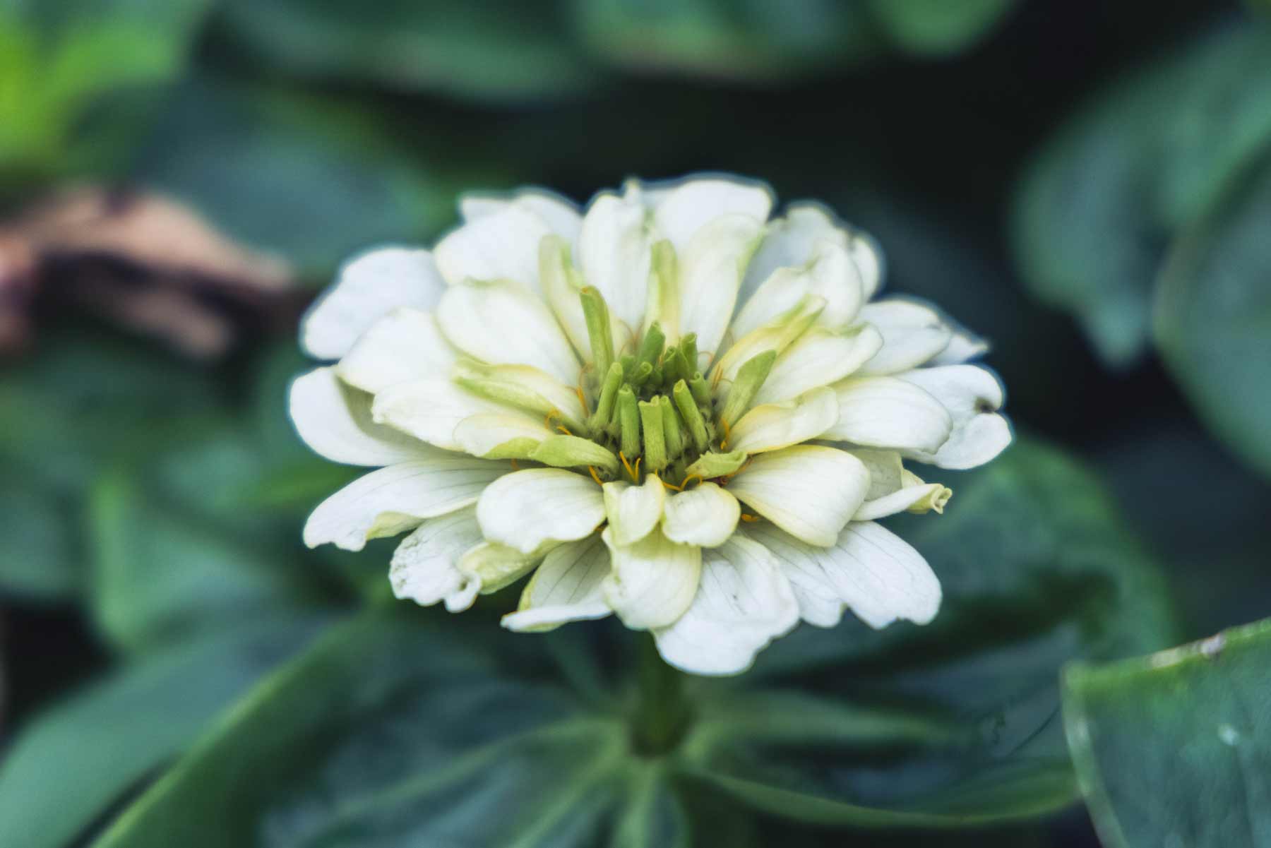 Zinnia Magellan&trade; Ivory 4 Inch