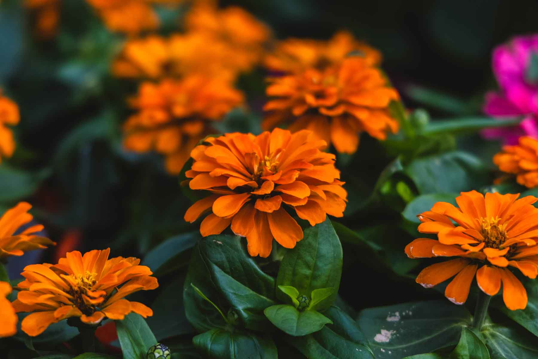 Zinnia Magellan&trade; Orange 4 Inch