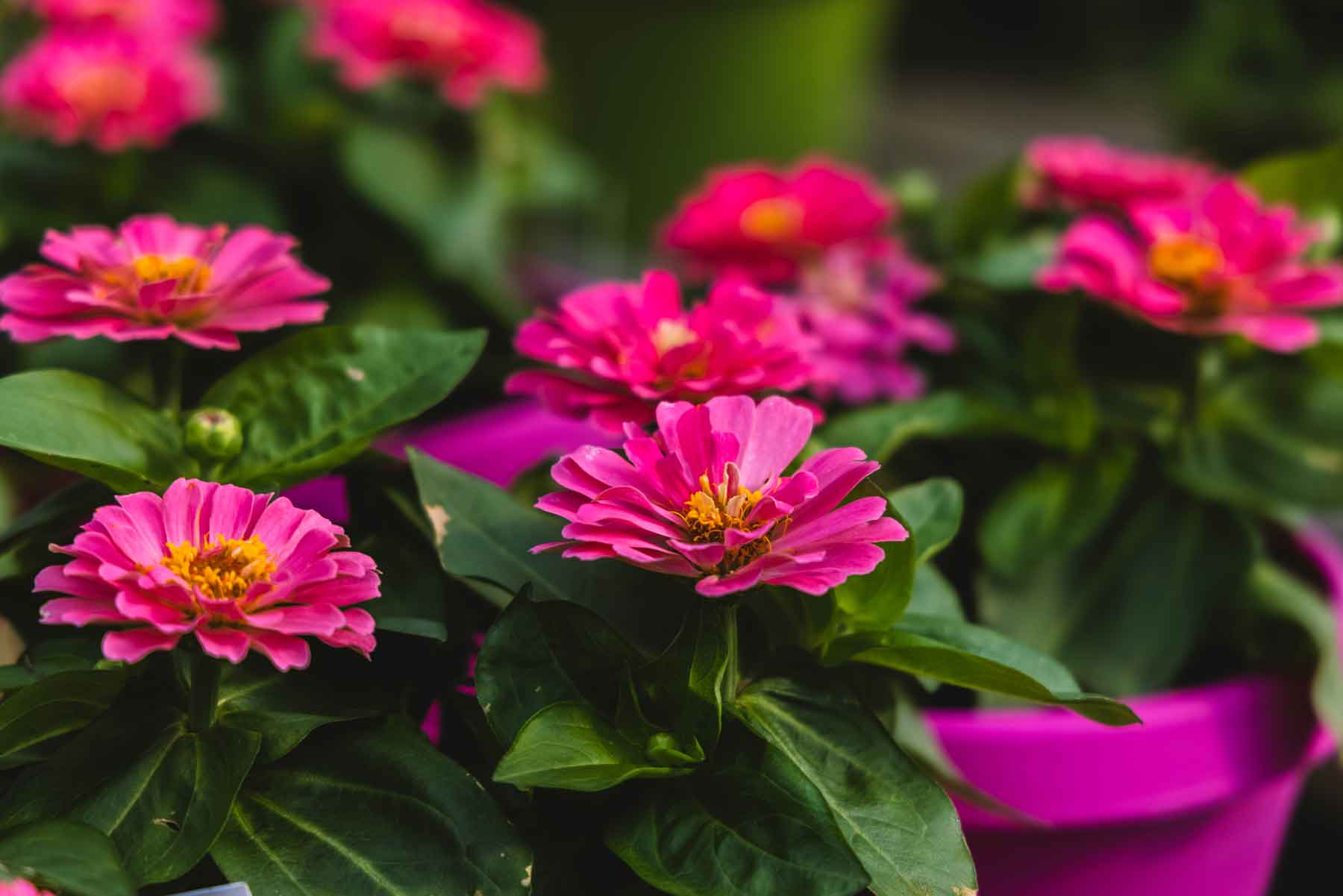 Zinnia Magellan&trade; Pink 4 Inch