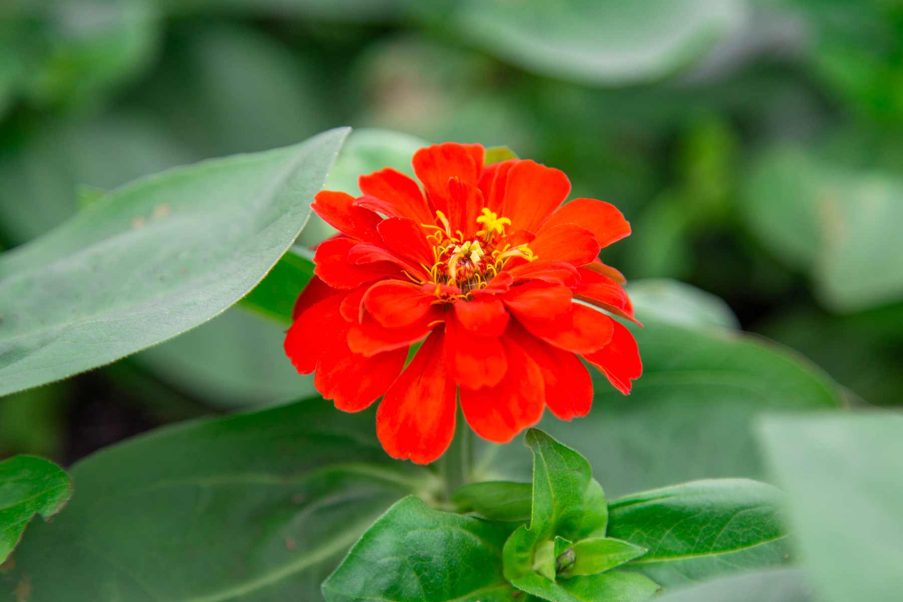 Zinnia Magellan&trade; Scarlet 4 Inch
