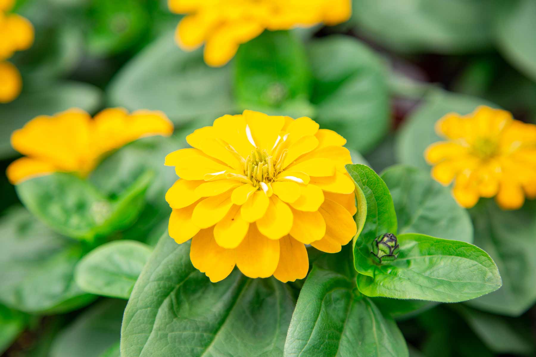 Zinnia Magellan&trade; Yellow 4 Inch