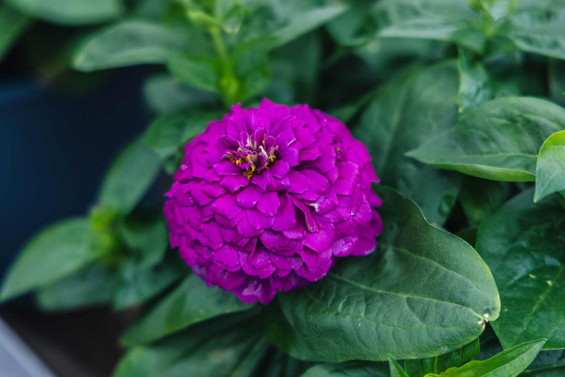 Zinnia Zesty&trade; Purple 10 Inch