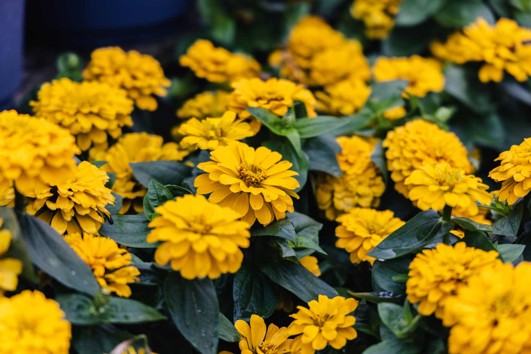 Zinnia Zesty&trade; Yellow 10"