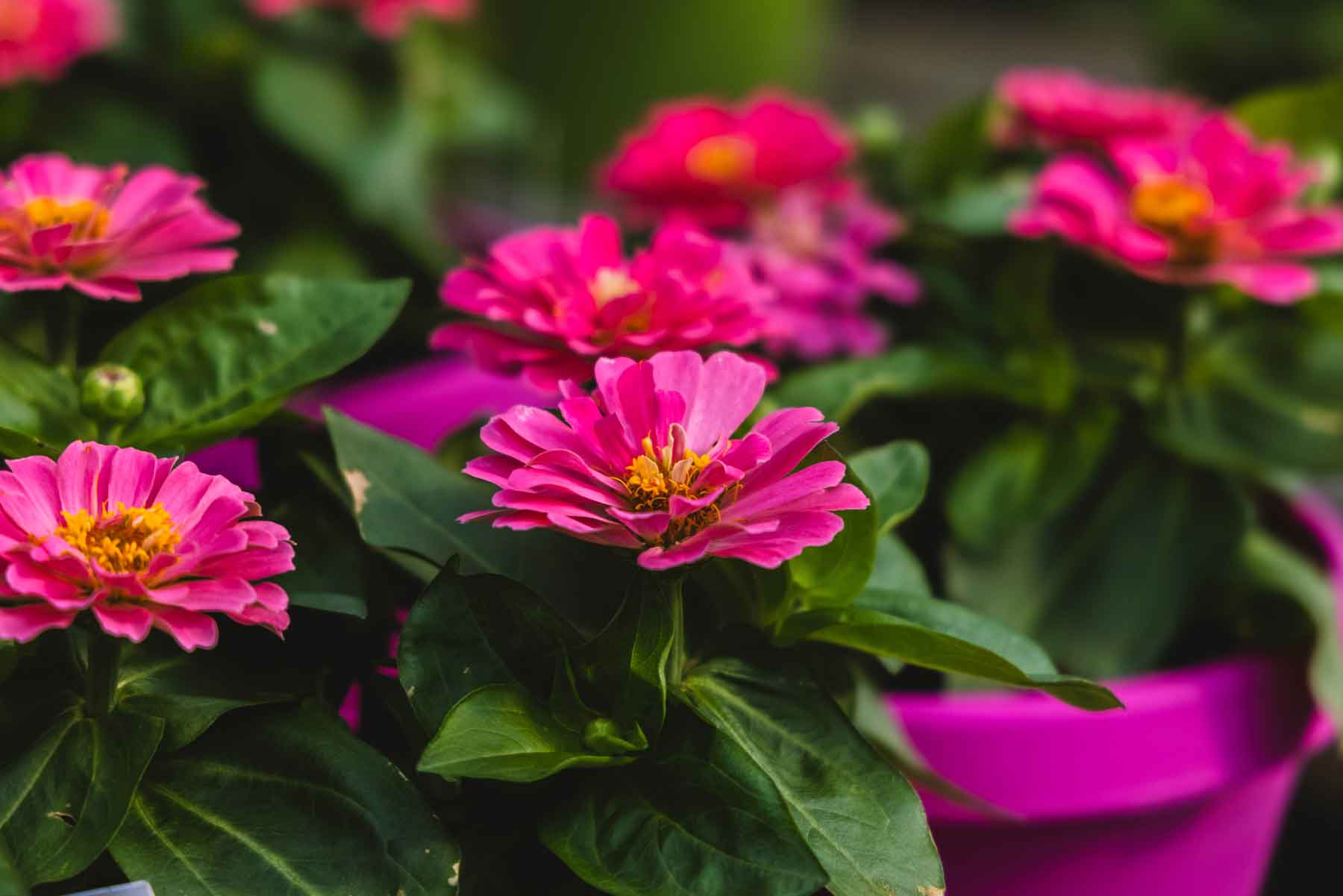 Zinnias