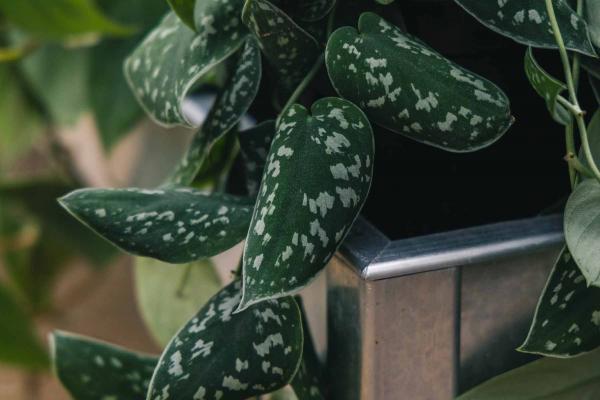 Pothos 'Silver' 8" Hanging Basket