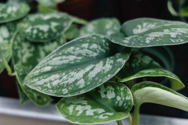 Pothos 'Silver Satin' 8" Hanging Basket