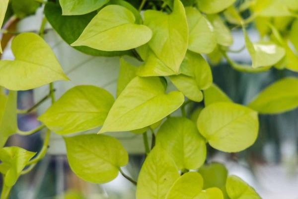 Pothos 'Neon' 8" Hanging Basket