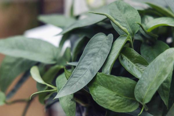 Pothos 'Cebu Blue' 8" Hanging Basket