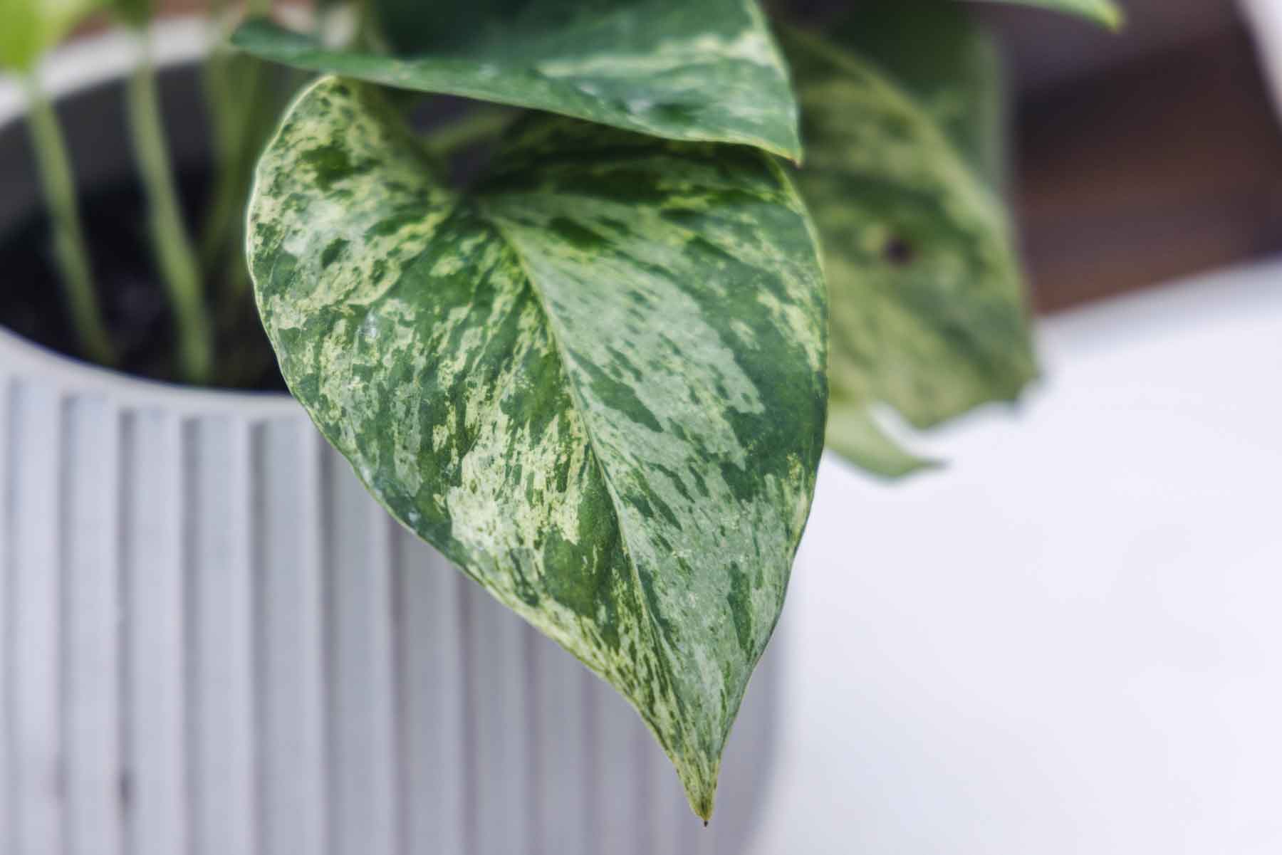 Pothos 'Marble Queen' 6"