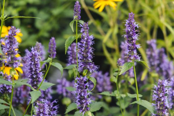 Agastache 'Black Adder' 2 Gallon