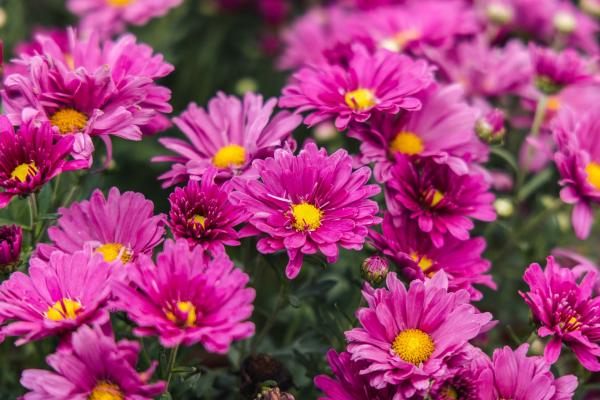 Chrysanthemum Mammoth&trade; Lavender Daisy 2 Gallon