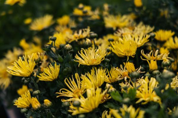 Chrysanthemum Mammoth&trade; Yellow Quill 2 Gallon