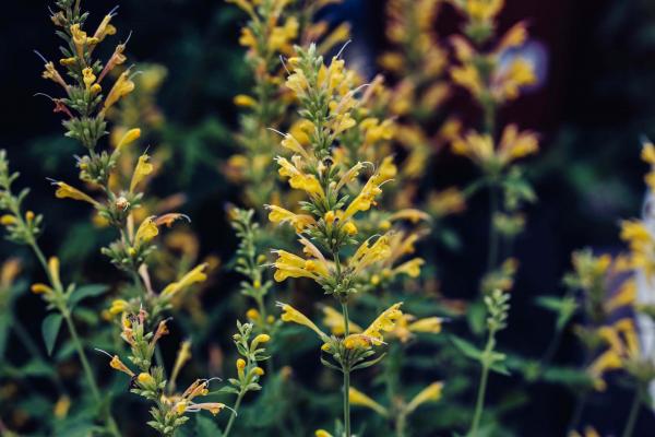 Agastache Kudos&trade; Yellow 1 Gallon