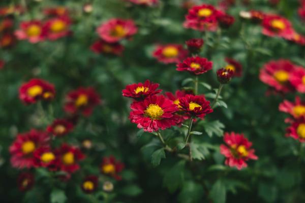 Chrysanthemum Mammoth&trade; Red Daisy 2 Gallon