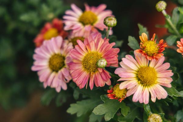 Chrysanthemum Mammoth&trade; Coral Daisy 2 Gallon