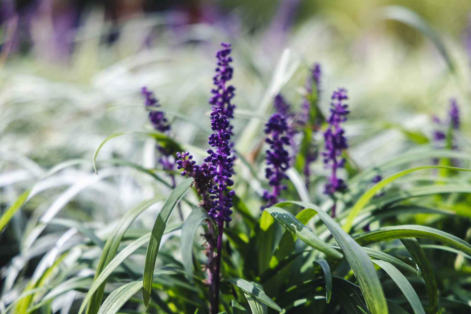 Lilyturf 'Royal Purple' 1 Gallon